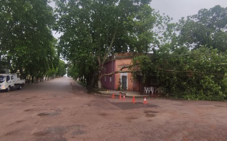 En Ciudad del Carmen cayó sobre la línea de energía de UTE, parte de un árbol.
