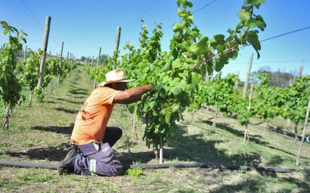 OPP invierte en proyectos para generar un polo productivo en Soriano.