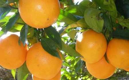 Uruguay exporta el 37% de las especies citrícolas que produce.