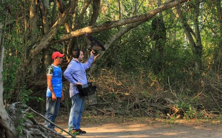 Un viaje a través de los sentidos: conocer Uruguay mediante los sonidos de su naturaleza.