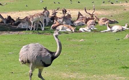 El Bioparque estará abierto durante el feriado de Carnaval.