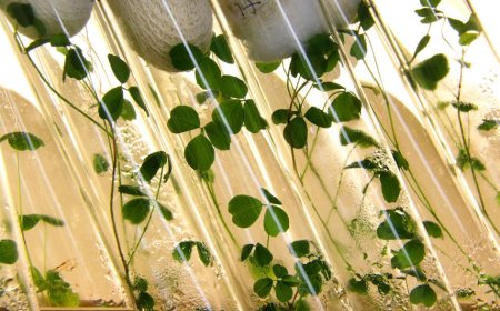 Bioinsumos para un Uruguay sustentable