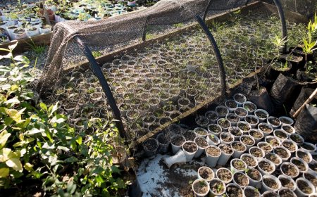 Gobierno anunció un plan de apoyo para productores hortícolas
