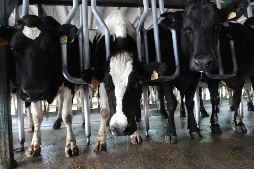 Productores lecheros de Florida exigen ajuste del precio de la leche.