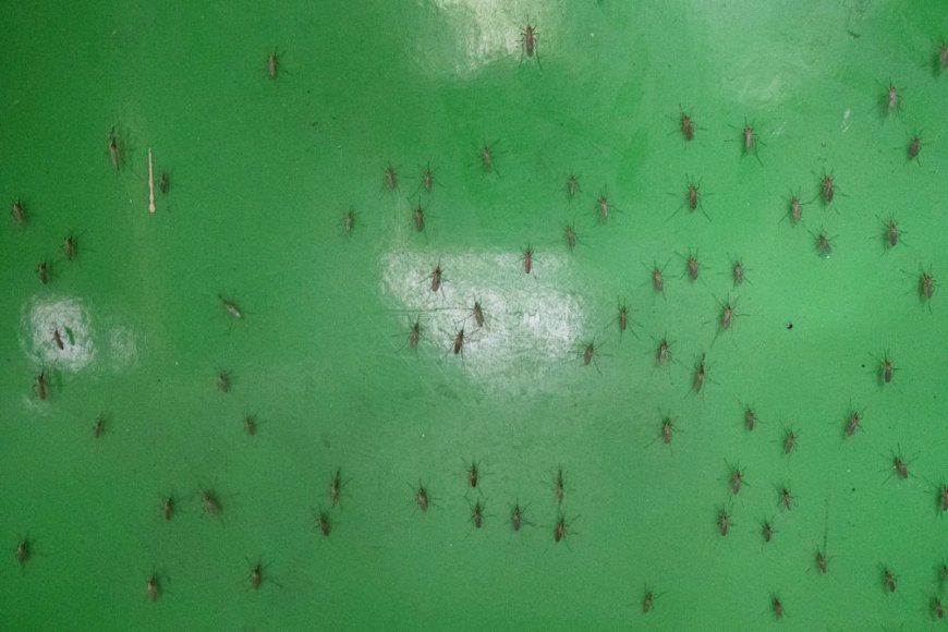 MSP divulgó recomendaciones ante la invasión de mosquitos
