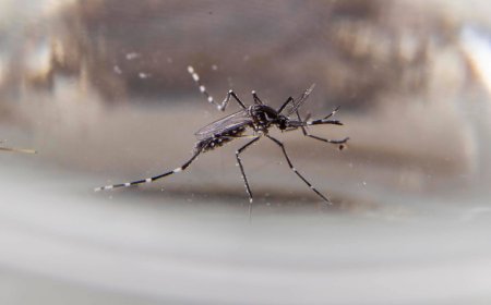 Confirman el segundo caso de dengue autóctono en Uruguay