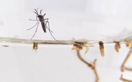 Casos de dengue importado suman 39