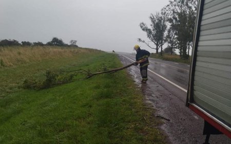 Personal de bomberos intervino en la Ruta Nacional Nro. 5 ante la caída de un árbol