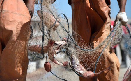 El Ministerio de Trabajo otorgará seguro de paro especial para trabajadores de la pesca