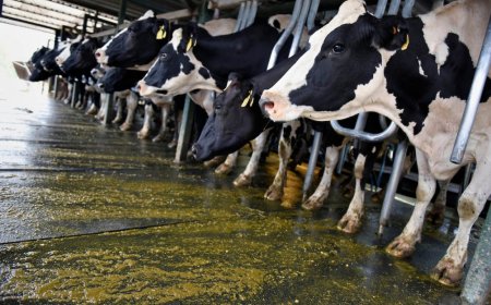El cierre de la producción de quesos en Cardona no afectará a los tamberos remitentes