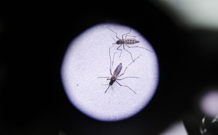 Seis casos nuevos de dengue: dos autóctonos y cuatro importados