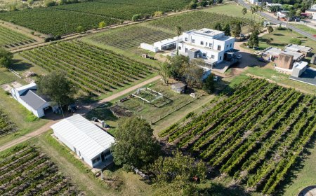 La escuela de Vitivinicultura crece y se expande: se plantaron 17 variedades nuevas de uvas