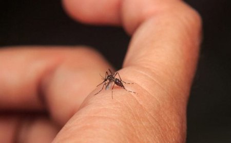 Se confirmó un nuevo caso de Dengue en Durazno