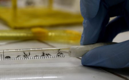 Dengue: 32 casos nuevos y son 225 en total