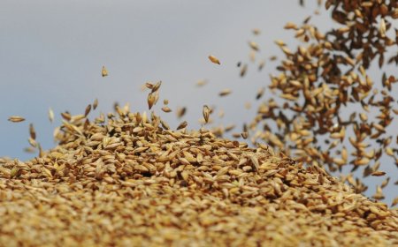 "Una sacudida para el mercado mundial": Rusia busca crear una bolsa de cereales de los BRICS