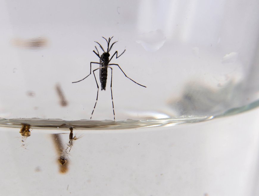 El Ministerio de Salud Pública anunció un caso de dengue autóctono