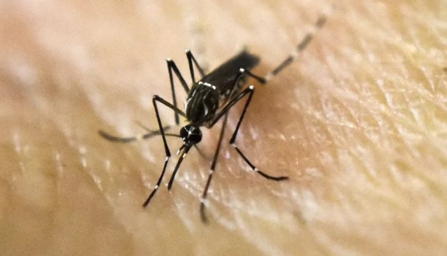 Dengue: suben a 7 los casos autóctonos y 62 importados