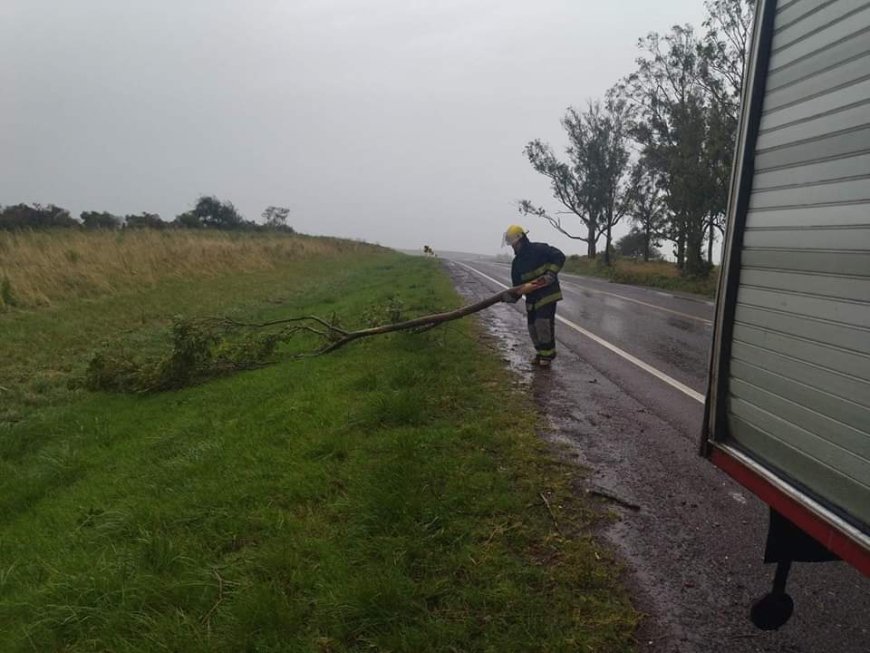 Personal de bomberos intervino en la Ruta Nacional Nro. 5 ante la caída de un árbol