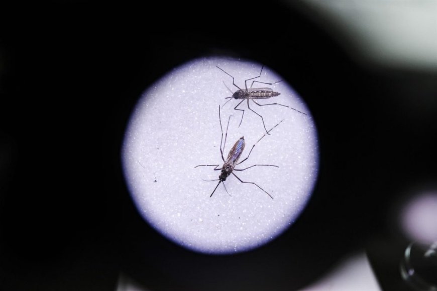 Seis casos nuevos de dengue: dos autóctonos y cuatro importados