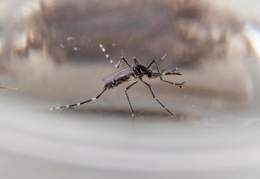 Unidad de Zoonosis del MSP recorre zonas en las que hubo casos de dengue
