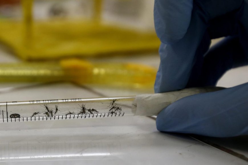 Dengue: 32 casos nuevos y son 225 en total