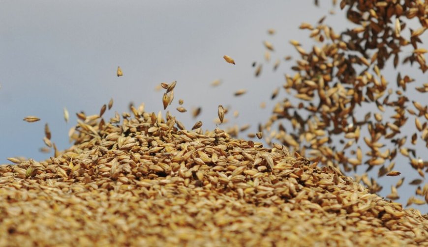 "Una sacudida para el mercado mundial": Rusia busca crear una bolsa de cereales de los BRICS