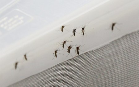 MSP informó de 48 casos nuevos de dengue