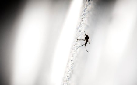 MSP lleva registrados 622 casos de dengue