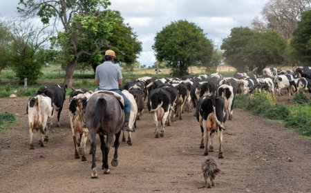 Este martes se celebra el Día del Trabajador Rural