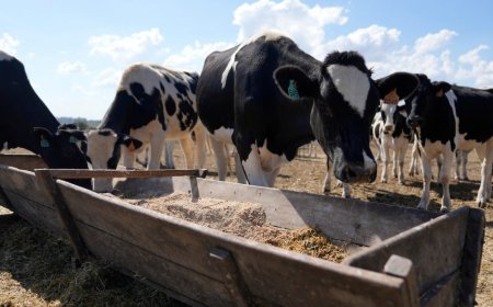 El Gobierno destina 7 millones de dólares a 1.600 productores lecheros