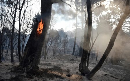 Uruguay cerró temporada de incendios forestales y de campo con la mayor caída en diez años