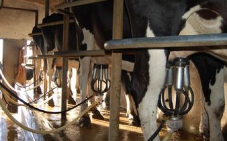 Empresas lácteas argentinas evalúan importar leche desde Uruguay