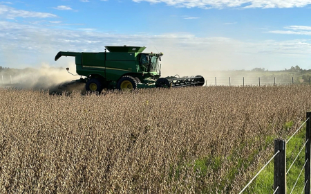 Entre ventanas, avanza la cosecha de soja