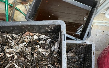 Avances de Proyecto Composteras y Circuito Limpio