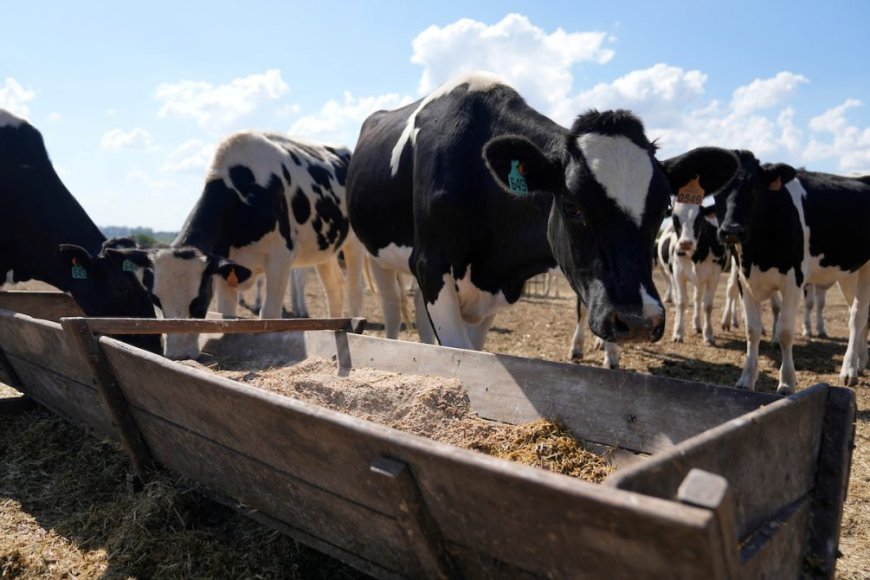 El Gobierno destina 7 millones de dólares a 1.600 productores lecheros