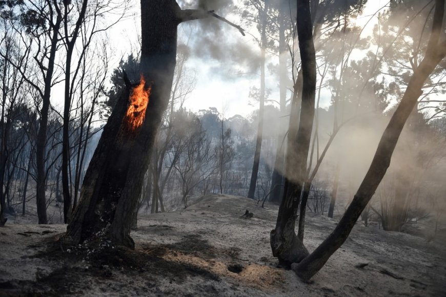 Uruguay cerró temporada de incendios forestales y de campo con la mayor caída en diez años