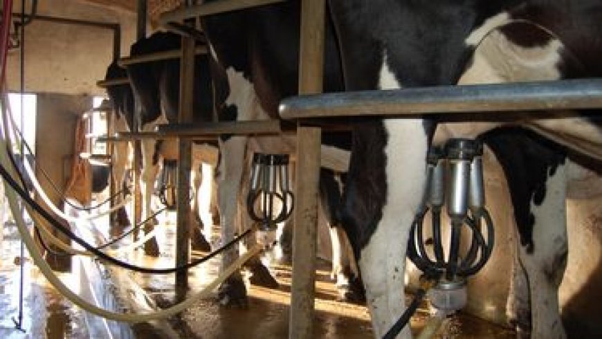Empresas lácteas argentinas evalúan importar leche desde Uruguay