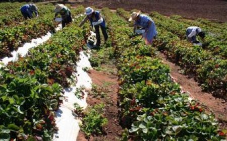 El gobierno busca apuntalar la producción granjera para lograr precios más competitivos