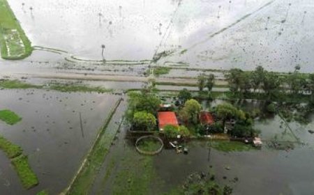 Los arroceros alertaron por pérdidas millonarias a causa de las inundaciones en Rocha