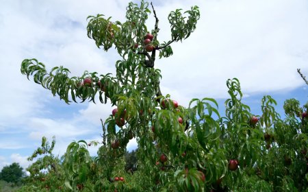 Se presentó el Plan Nacional de Agricultura Familiar