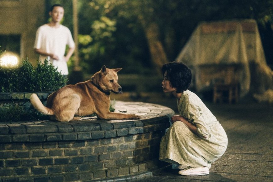 En cines se estrena la película “Hachiko 2”, la historia de un perro pastor chino