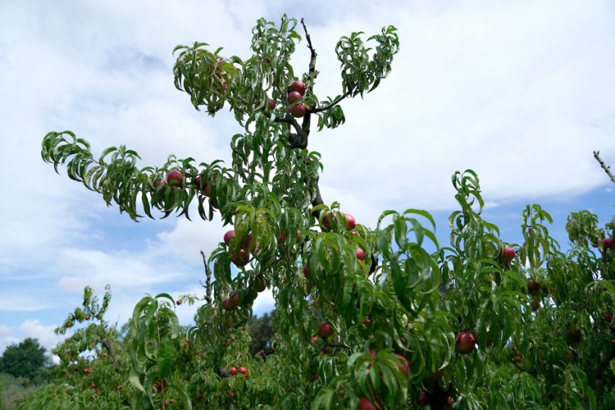 Se presentó el Plan Nacional de Agricultura Familiar