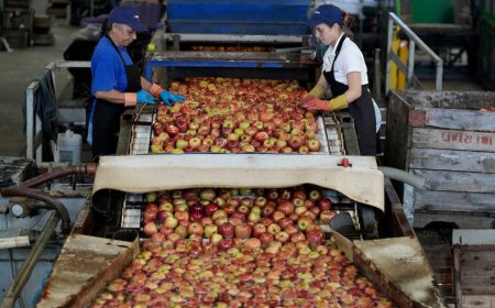 Desempleo: 8,5 % en mayo, informa INE