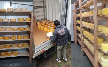 Los quesos producidos por la Escuela Agraria de Rocha llegaron a Montevideo
