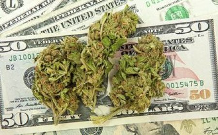 ¿En qué estado está el mercado legal del cannabis y su disputa con el narcotráfico?