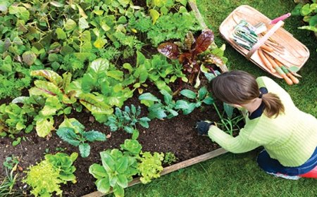 Creando un Huerto en Casa: Un Plan Paso a Paso