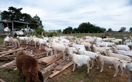 Carniceros rechazan el decreto que autoriza la faena a productores familiares