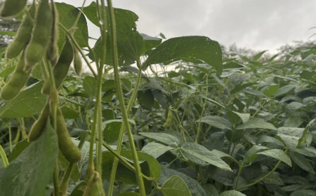 La soja en nuevos mínimos