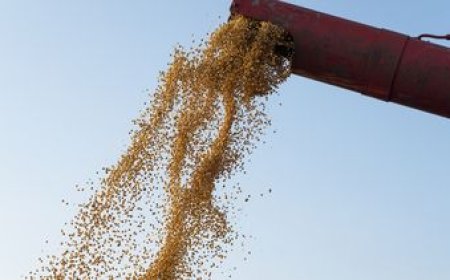 Soja en ascenso: la zafra será la mayor en los últimos 8 años