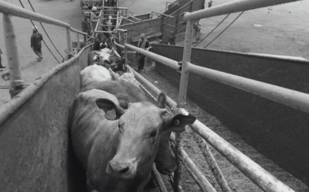 Cuando se trata de pisar fuerte (exportación de ganado en pie alcanza en agosto récord desde 2018)